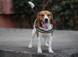 Beagle dog breed