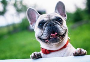 French Bulldog Dog breed