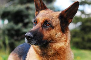 German Shepherd Dog Breed