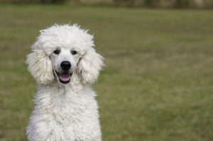 Poodle dog breed