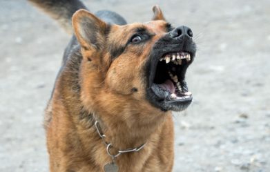 how-to-train-a-dog-to-stop-barking-on-command