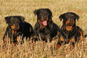 Rottweilers dog breed