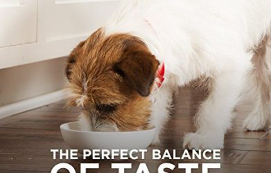 best-healthy-wet-dog-food