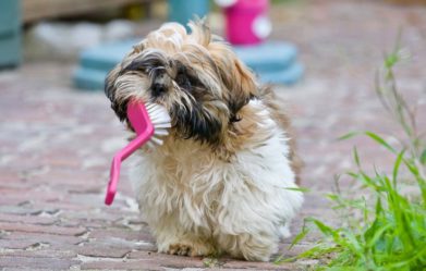 how-to-clean-dog-teeth-advise-for-healthy-pets