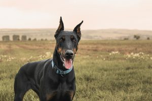 Doberman Pinschers Dog breed - perfect dog breed