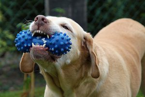 Dog play a toy can help clean its tooth