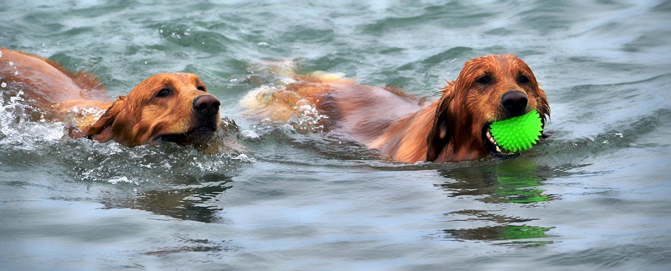 Dogs can swimming.