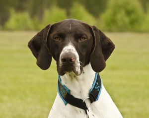 German Shorthaired Pointer Dog breed