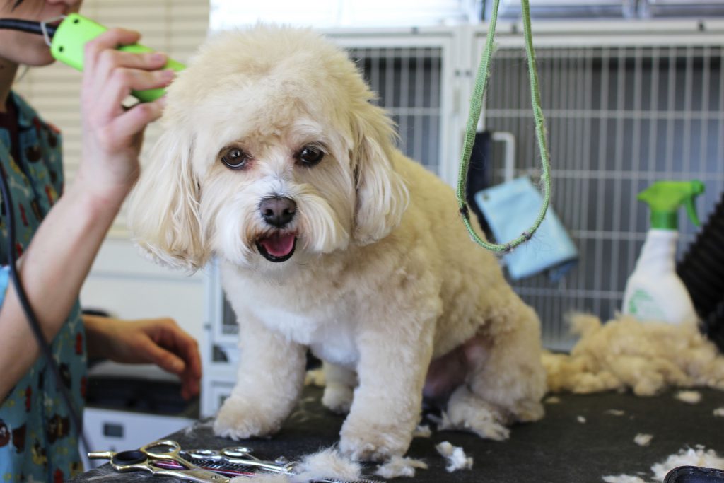 Dogs with little or no hairs