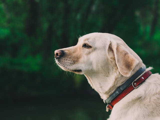 top-best-dog-shock-collar-with-remote-review