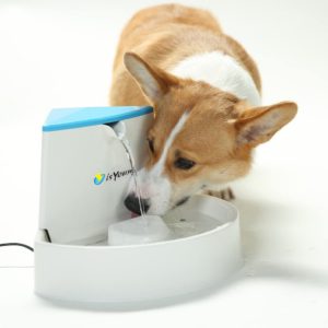 isYoung Pet Fountain