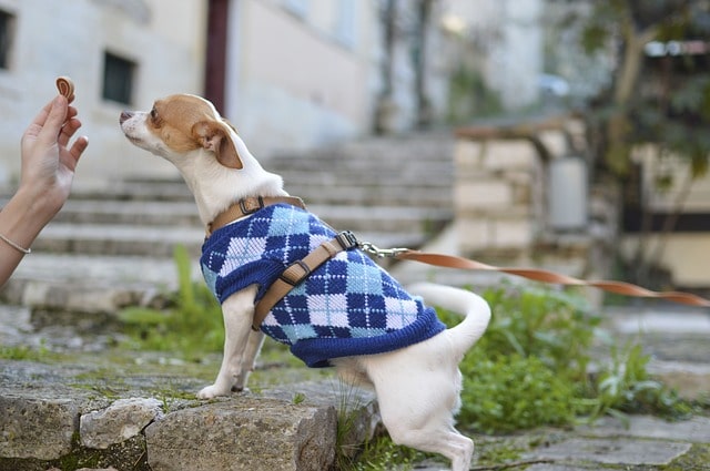 top-most-healthy-dog-food-in-the-market-today