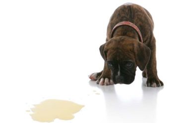 tips-how-to-stop-your-dog-peeing-in-the-house