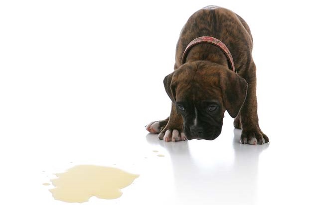 tips-how-to-stop-your-dog-peeing-in-the-house