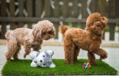 best-puppy-litter-boxes