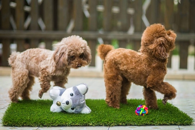 best-puppy-litter-boxes