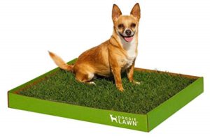 DoggieLawn Real Grass Dog Potty