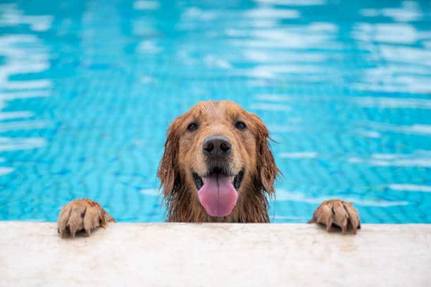 Dog Swimming Pools