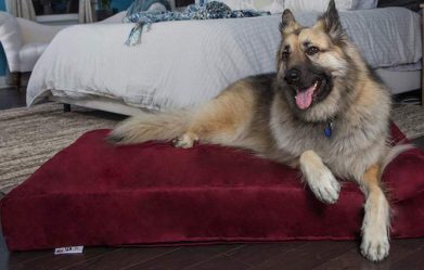 best-memory-foam-dog-beds