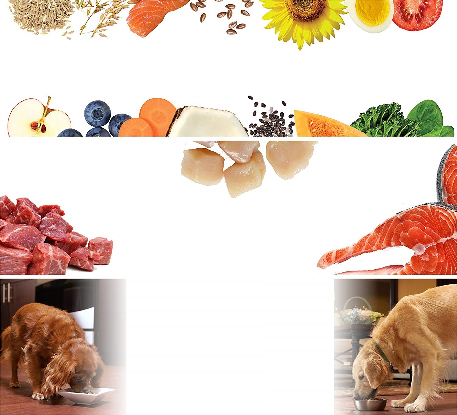 best-large-breed-adult-dog-food