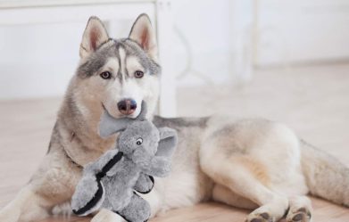 best-puppy-behavioral-aid-toys