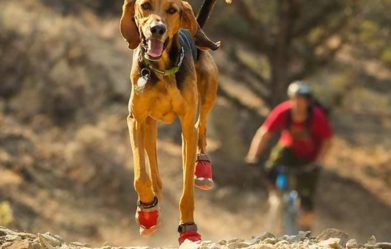 best-waterproof-dog-boots