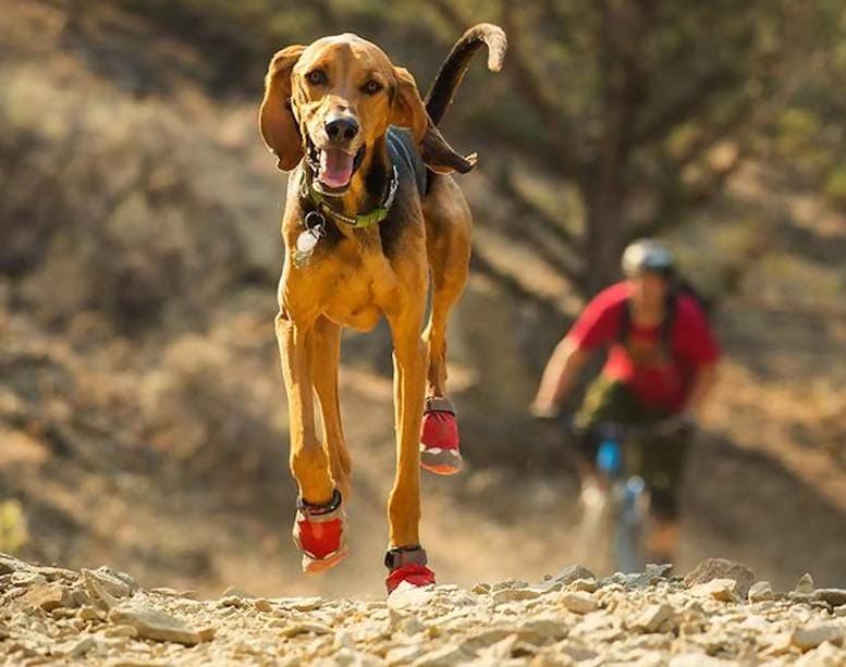 best-waterproof-dog-boots