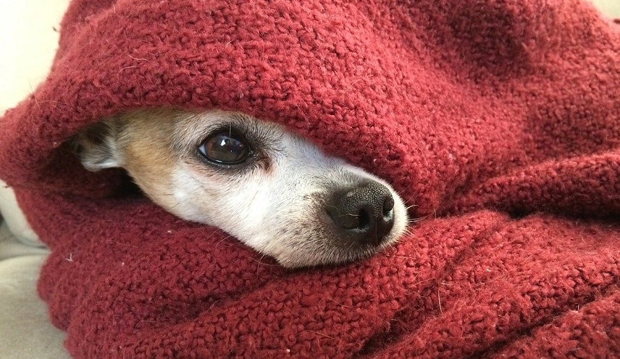 Chihuahua in the Blankets