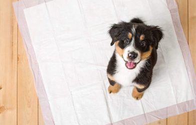 best-puppy-pee-pads