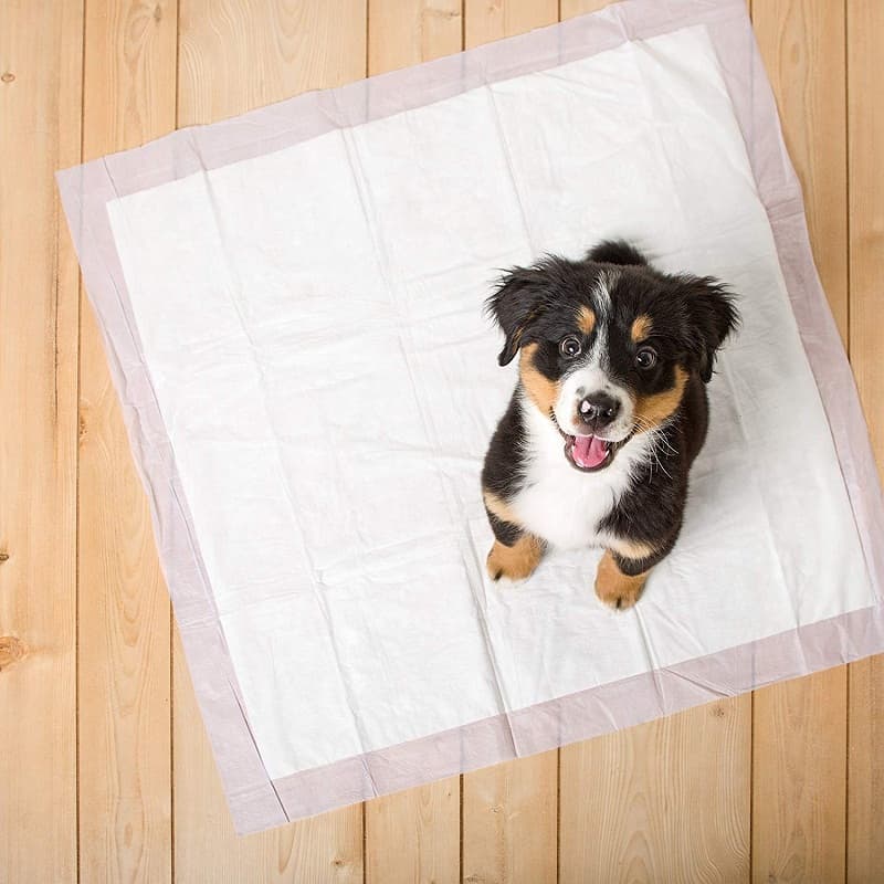 best-puppy-pee-pads