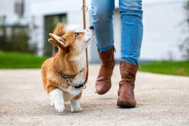 Pet leashes