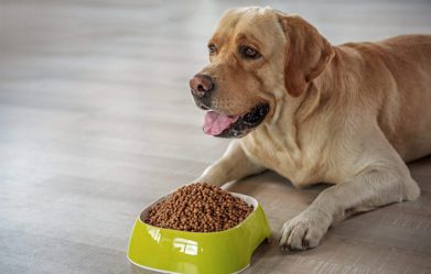 where-to-look-for-reliable-reviews-on-dog-food-selling-online