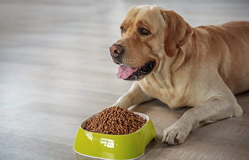 where-to-look-for-reliable-reviews-on-dog-food-selling-online