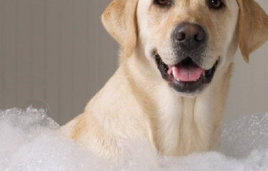 best-antifungal-dog-shampoo