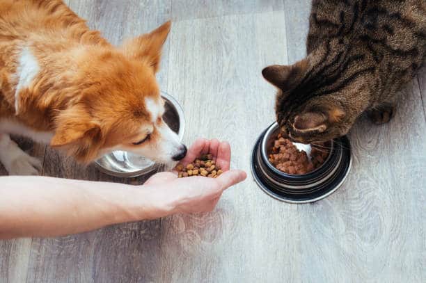 How Many Times A Day Should I Feed My Dog?