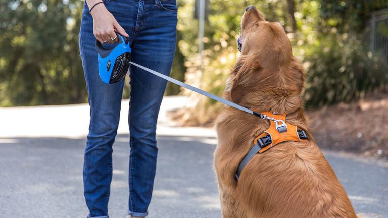 retractable-dog-gates