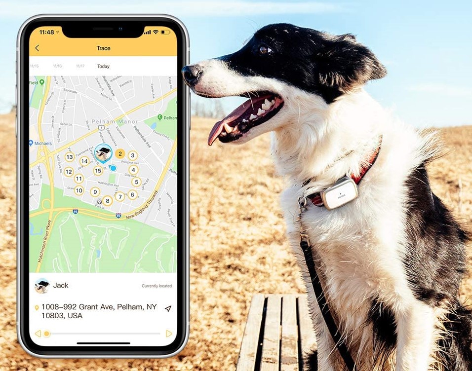 best-dog-gps-trackers