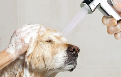 best-dog-shower-heads