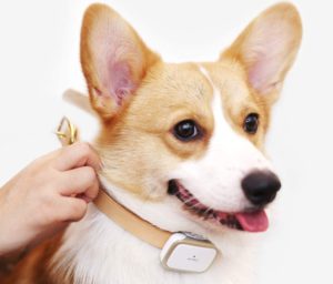 PETBIZ GPS Pet Tracker