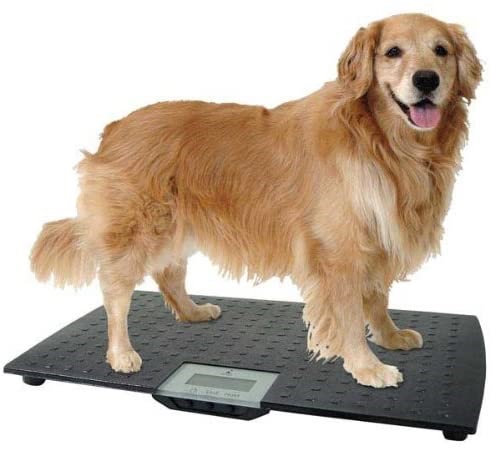 best-dog-scale