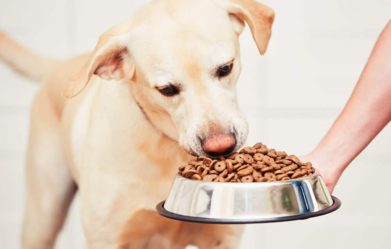 healthy-dry-dog-foods