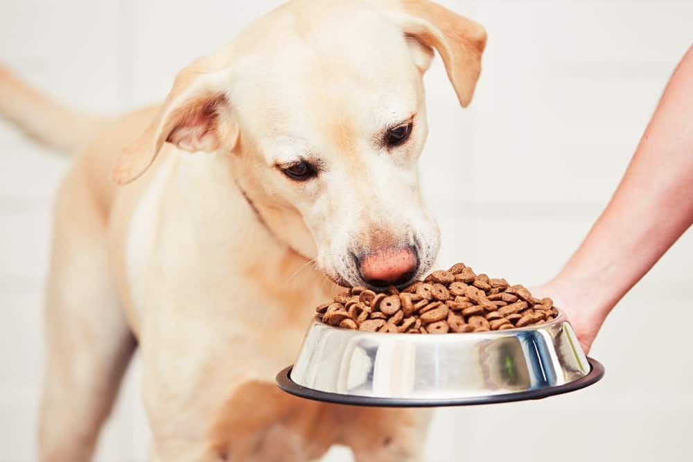 healthy-dry-dog-foods