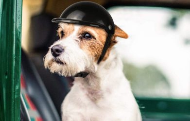 best-dog-motorcycle-helmets