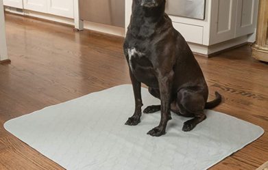 best-reusable-pee-pads-for-dogs