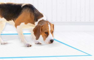 Four Paws Pee Pads for Dogs