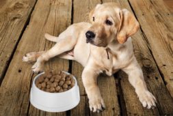 best-dry-dog-food