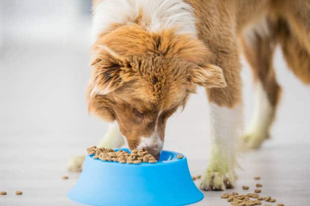 Healthy Dry Dog Food 