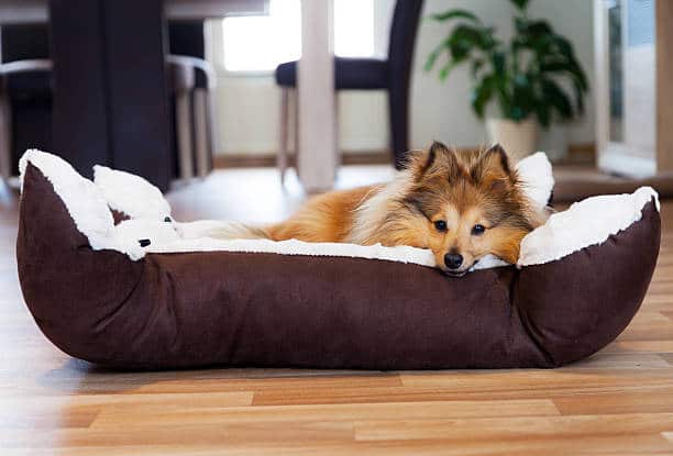 Orthopedic Dog Beds