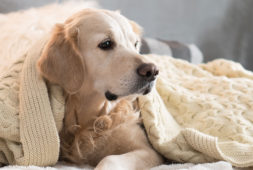 orthopedic-dog-beds