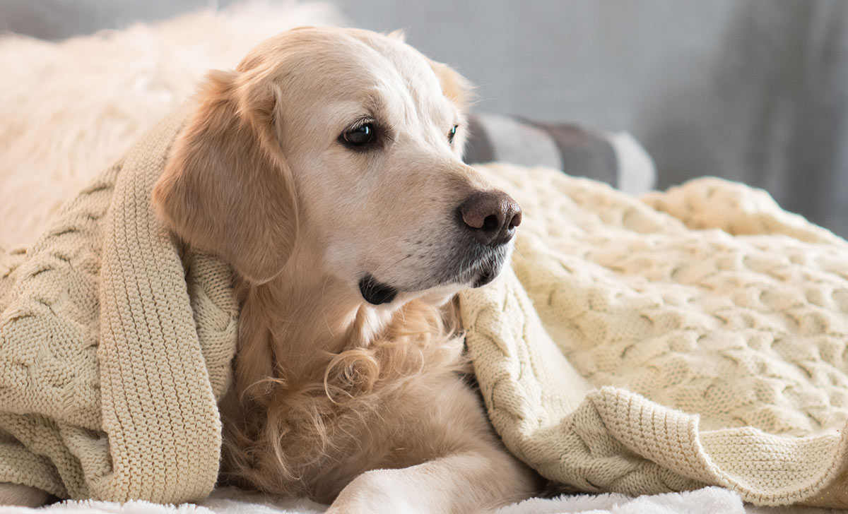 orthopedic-dog-beds